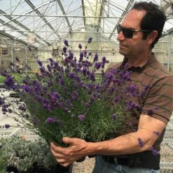 Munstead Violet English Lavender 7 Munstead Violet English Lavender -High Country Gardens Shop munstead violet english lavender david salman