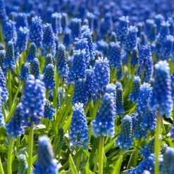 The Sky's The Limit Bulb Collection 8 The Sky's The Limit Bulb Collection -High Country Gardens Shop muscari armeniacum grape hyacinth cropped
