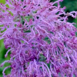 Stranger Than Fiction Flower Bulb Collection -High Country Gardens Shop muscari comosum plumosum cotton candy muscari cropped