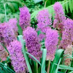 Stranger Than Fiction Flower Bulb Collection -High Country Gardens Shop muscari cotton candy cropped