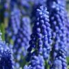 Grape Hyacinth -High Country Gardens Shop muscari armeniacum 71200 2 web