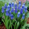 Dark Eyes Grape Hyacinth -High Country Gardens Shop muscaridarkeyes