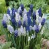 Delft Blue Grape Hyacinth Mix 6 Delft Blue Grape Hyacinth Mix -High Country Gardens Shop muscaridelftbluemix1