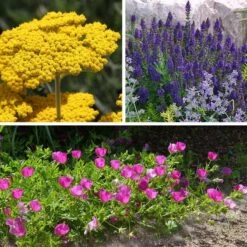 My Soil Is Like A Brick Collection -High Country Gardens Shop my soil is like a brick coll 8 26 25