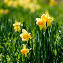Fortissimo Large Cupped Daffodil -High Country Gardens Shop narcissus fortissimo 2