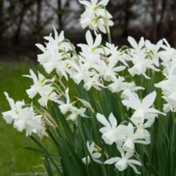 Thalia Daffodil -High Country Gardens Shop narcissus triandrus daffodil white thalia1