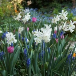 Thalia Daffodil -High Country Gardens Shop narcissus triandrus daffodil white thalia2