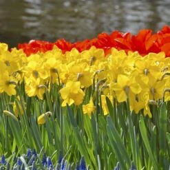 Primeur Trumpet Daffodil