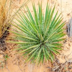 Narrowleaf Yucca -High Country Gardens Shop narrowleaf yucca sq