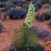 Narrowleaf Yucca -High Country Gardens Shop narrowleaf yucca sq 2