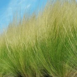 Blowin' In The Wind Collection -High Country Gardens Shop nassella stipa silky thread grass