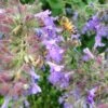 Select Blue Nepeta -High Country Gardens Shop nepeta faassenii select blue customer photo cropped 19