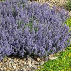 Select Blue Nepeta -High Country Gardens Shop nepeta faassenii select blue delosperma nubiginum