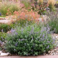 Jumbo Waterwise Extension Collection -High Country Gardens Shop nepeta harter garden