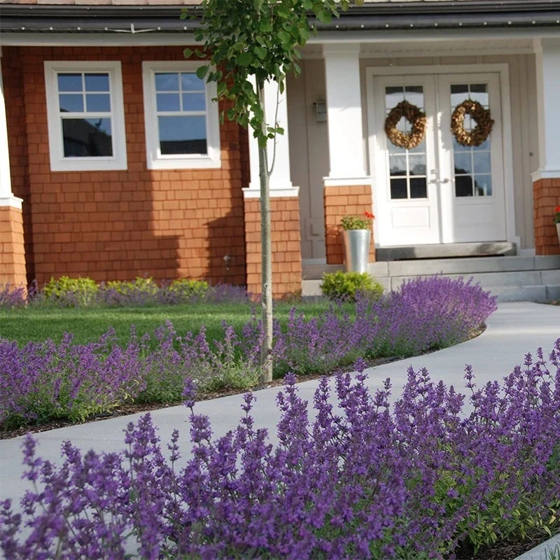 Little Trudy® Nepeta 3 Little Trudy® Nepeta - Image 3