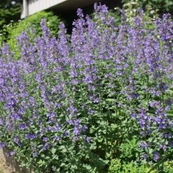 Habitat Hero Birdwatcher Pre-Planned Garden -High Country Gardens Shop nepeta select blue cropped 1 1