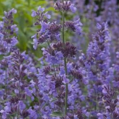 Summer Showstopper Pre-Planned Garden -High Country Gardens Shop nepeta walker s low blue purple 1