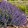 Walker's Deep Blue Nepeta -High Country Gardens Shop nepeta walkers dark blue 4 cc cropped 1