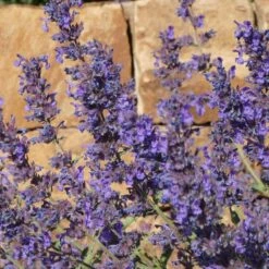 Walker's Deep Blue Nepeta 7 Walker's Deep Blue Nepeta -High Country Gardens Shop nepeta walkers dark blue close up of flwr cropped