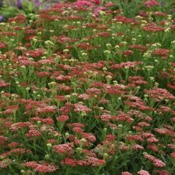 High Country Gardens Shop -High Country Gardens Shop new vintage red yarrow 1