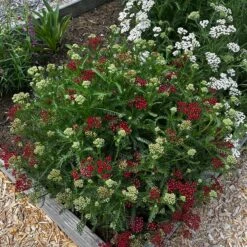 New Vintage™ Red Yarrow -High Country Gardens Shop new vintage red yarrow 2