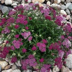 New Vintage™ Red Yarrow -High Country Gardens Shop new vintage red yarrow 3