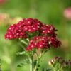 New Vintage™ Red Yarrow -High Country Gardens Shop new vintage red yarrow achillea 4
