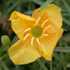 Missouri Evening Primrose -High Country Gardens Shop oenothera macrocarpa sf greenhouse