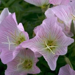 Showy Pink Evening Primrose -High Country Gardens Shop oenothera pink 2