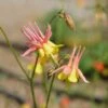 Barneby's Columbine -High Country Gardens Shop oil shale columbine richards 1