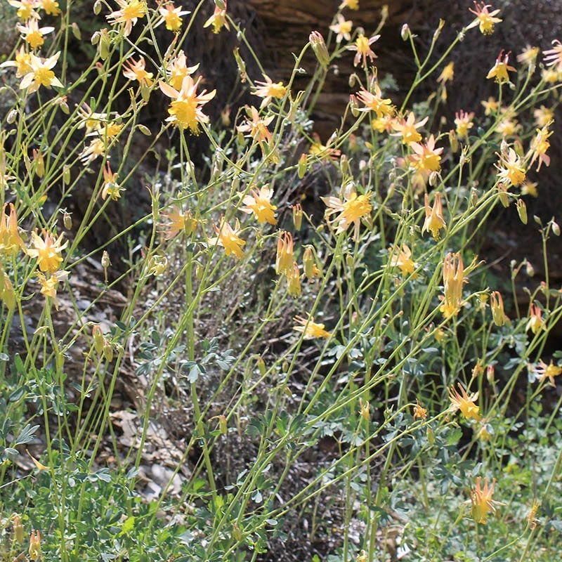 Barneby's Columbine 2 Barneby's Columbine - Image 2