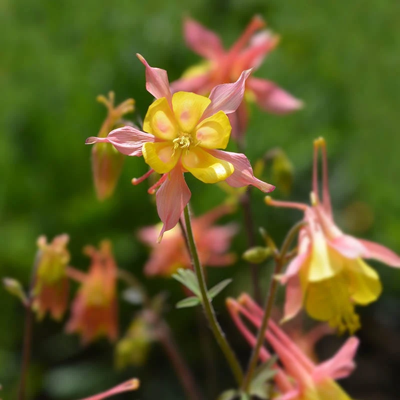 Barneby's Columbine 3 Barneby's Columbine - Image 3