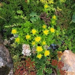 Orange Stonecrop -High Country Gardens Shop orange stonecrop 3