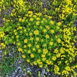Orange Stonecrop -High Country Gardens Shop orange stonecrop 4