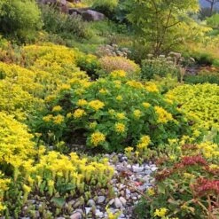 Orange Stonecrop -High Country Gardens Shop orange stonecrop 5