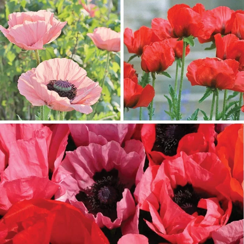 Oriental Poppy Collection (Papaver) 2 Oriental Poppy Collection (Papaver) - Image 2