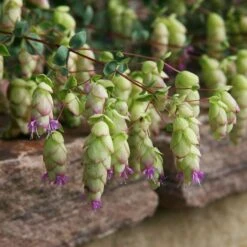 Cascading Hopflower Oregano -High Country Gardens Shop origanum libanoticum pat hayward close cropped