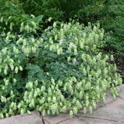 Cascading Hopflower Oregano -High Country Gardens Shop origanum libanoticum pat hayward cropped
