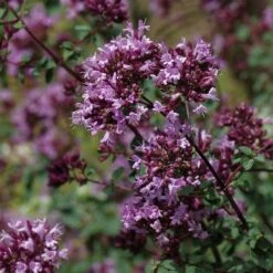 August Afternoons Pre-Planned Garden -High Country Gardens Shop origanum rotkugel