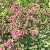 Bristol Cross Oregano -High Country Gardens Shop origanum x bristol cross with foliage