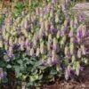Cascading Hopflower Oregano -High Country Gardens Shop origanum libanoticum close up of flwr cropped