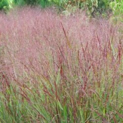 Shenandoah Switch Grass -High Country Gardens Shop panicum shenandoah hni 1 cropped