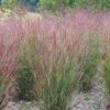 Shenandoah Switch Grass -High Country Gardens Shop panicum shenandoah hni cropped