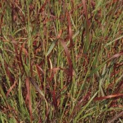 Shenandoah Switch Grass -High Country Gardens Shop panicum virgatum shenandoah 74540 web 2 1