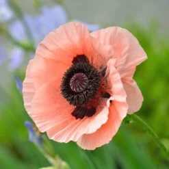 Princess Louise Oriental Poppy -High Country Gardens Shop papaver orientale princess louis 1
