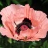 Princess Louise Oriental Poppy -High Country Gardens Shop papaver orientale princess louise oriental poppy 2