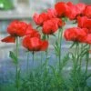 Oriental Poppy Collection (Papaver) -High Country Gardens Shop papaver beauty of livermere cropped 1