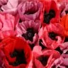 Fruit Punch Oriental Poppy -High Country Gardens Shop papaver fruit punch oriental poppy 1