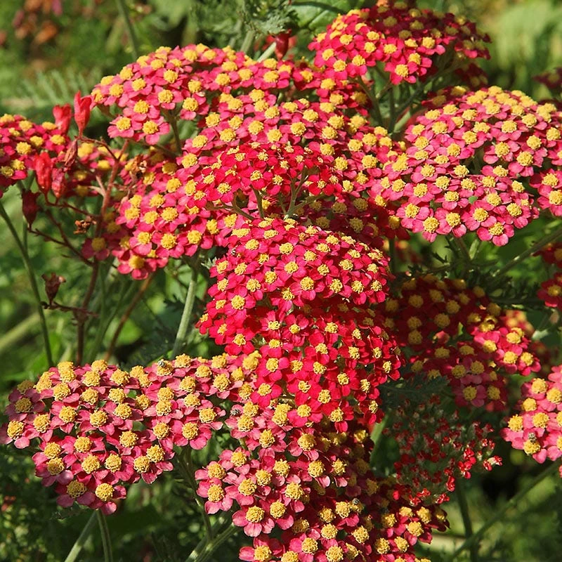 Paprika Yarrow 1 Paprika Yarrow