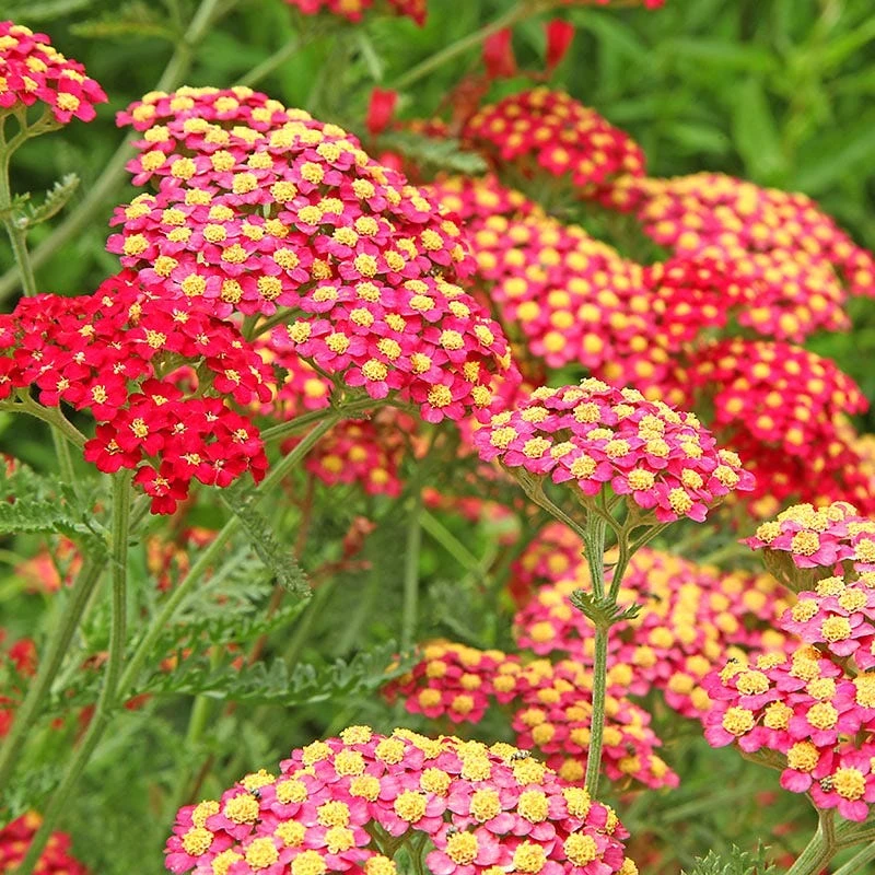 Paprika Yarrow 2 Paprika Yarrow - Image 2